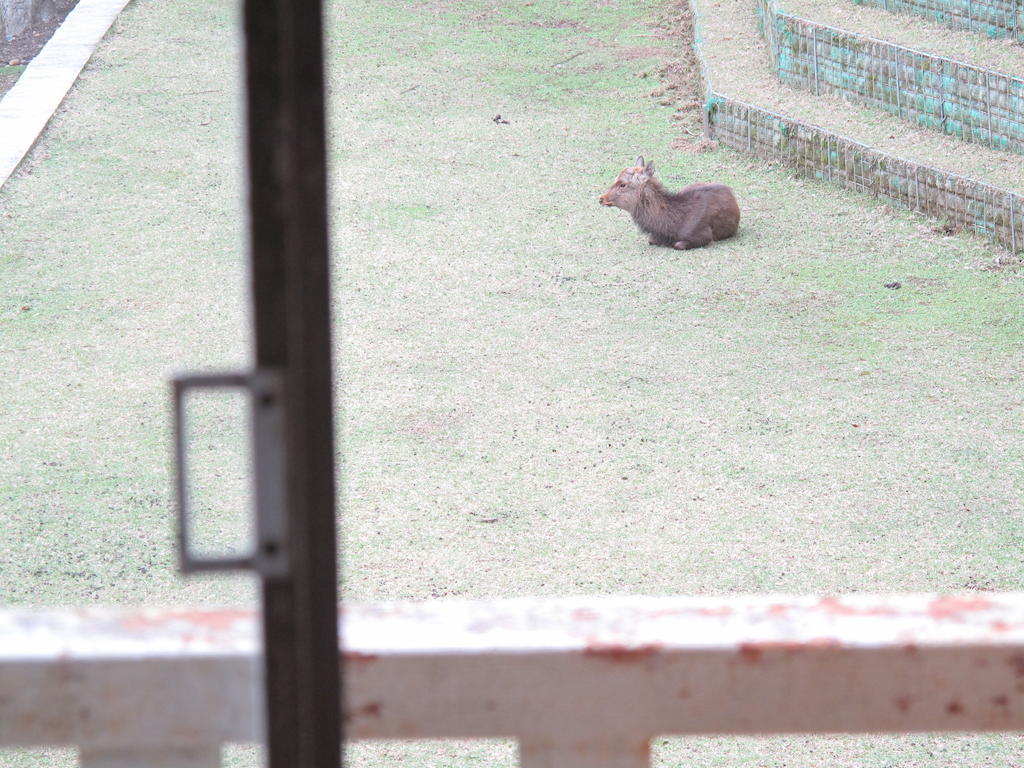 The Deer Park Inn Nara Zimmer foto