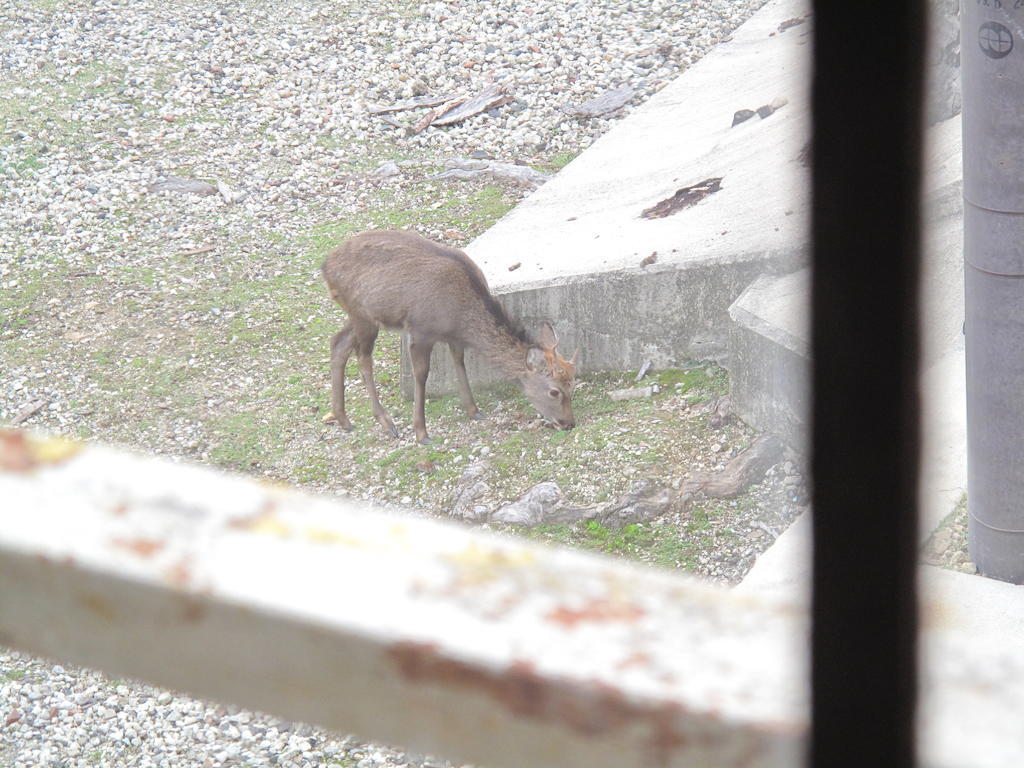 The Deer Park Inn Nara Zimmer foto