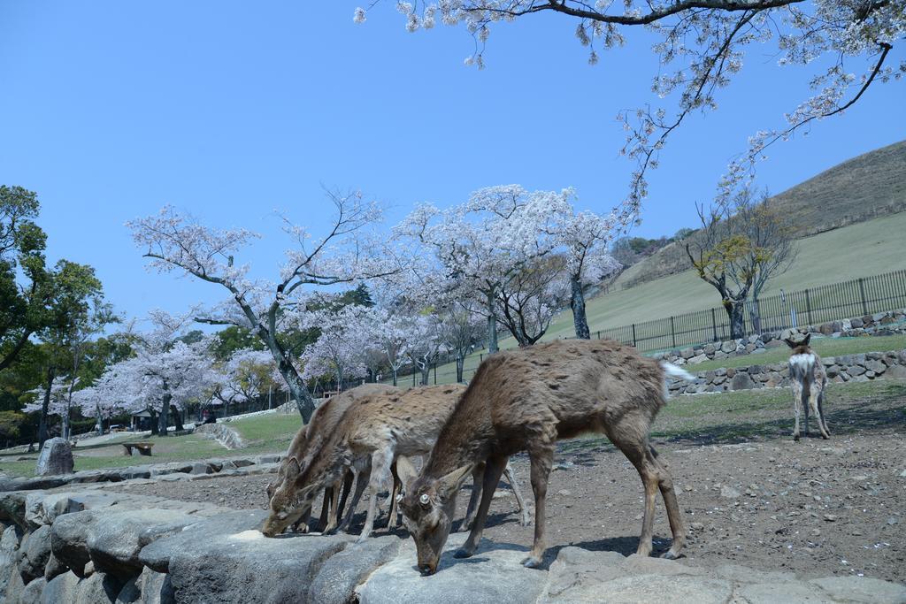 The Deer Park Inn Nara Exterior foto